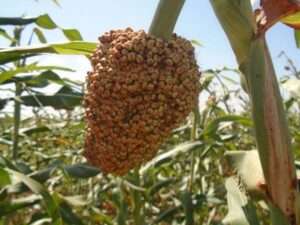 Agriculture