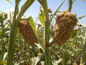 agriculture.